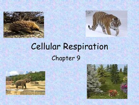 Cellular Respiration Chapter 9.