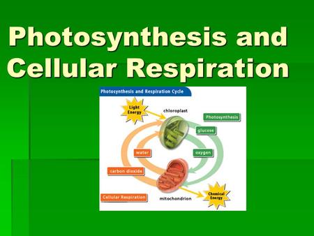 Photosynthesis and Cellular Respiration