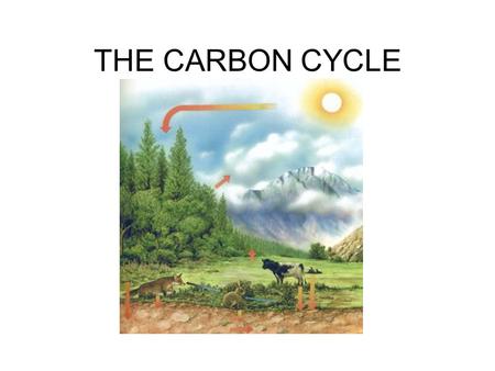 THE CARBON CYCLE.