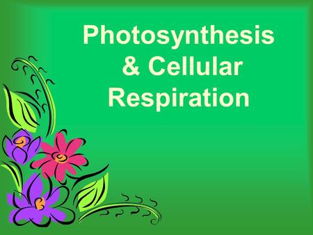 Photosynthesis & Cellular Respiration