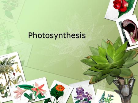 Photosynthesis Photosynthesis. What is photosynthesis? The process plants use to make their own food Photosynthesis takes place in the leaves Plants’