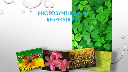 Photosynthesis & Respiration