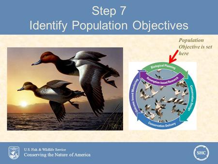 U.S. Fish & Wildlife Service Conserving the Nature of America Step 7 Identify Population Objectives Population Objective is set here.