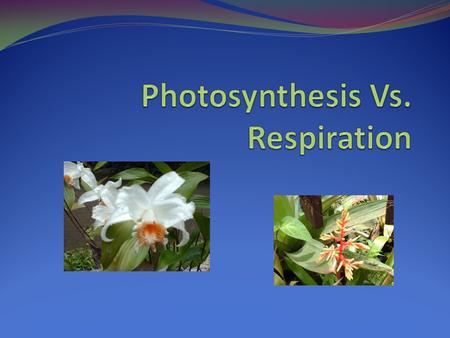 Photosynthesis Vs. Respiration