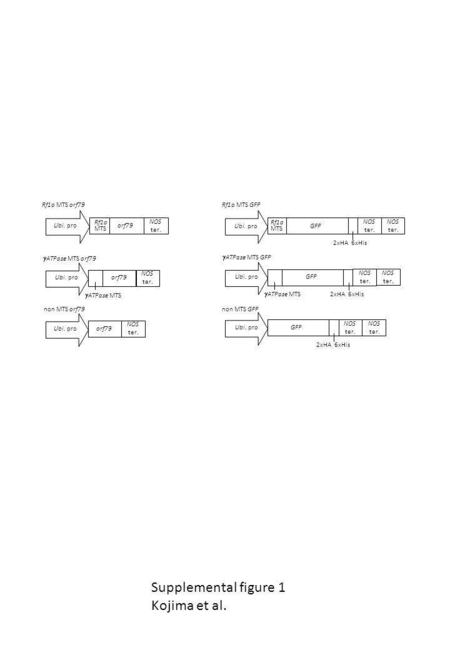 Ubi. pro Rf1a MTS orf79 NOS ter. Ubi. proorf79 NOS ter. Ubi. proGFP NOS ter. NOS ter. 2xHA 6xHis Ubi. pro Rf1a MTS GFP NOS ter. NOS ter. 2xHA 6xHis Ubi.