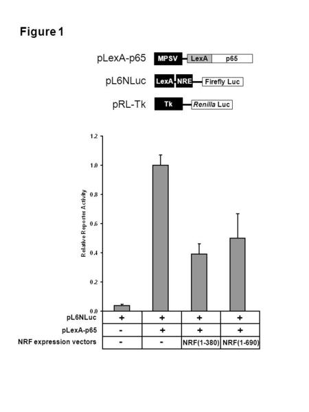 Figure 1 Renilla Luc Tk pRL-Tk Firefly Luc LexA pL6NLuc NRE pLexA-p65 p65LexA MPSV pLexA-p65 pL6NLuc NRF expression vectors - - NRF(1-380) NRF(1-690) -