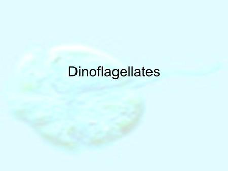 Dinoflagellates.