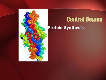 Central Dogma Protein Synthesis