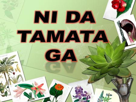 Time; Tabagauna Before creation; bera na veibuli During creation; veibuli After creation; oti na veibuli After re-creation; oti na mate.