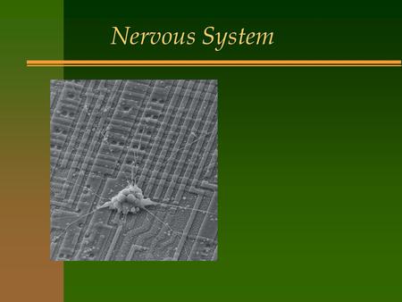 Nervous System.