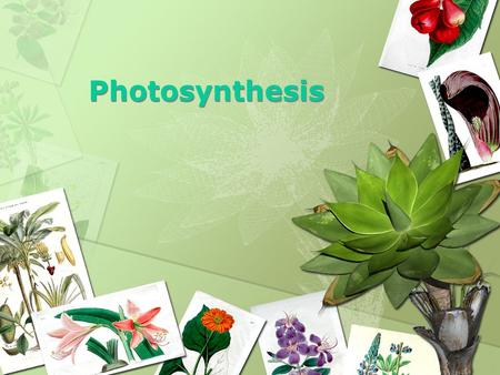 Photosynthesis 1. f. Students know usable energy is captured from sunlight by chloroplasts and is stored through the synthesis of sugar from carbon dioxide.