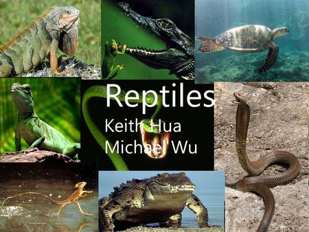 Reptiles Keith Hua Michael Wu