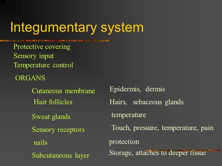 Integumentary system Protective covering Sensory input