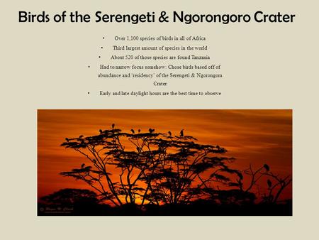 Birds of the Serengeti & Ngorongoro Crater Over 1,100 species of birds in all of Africa Third largest amount of species in the world About 520 of those.