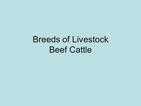 Breeds of Livestock Beef Cattle