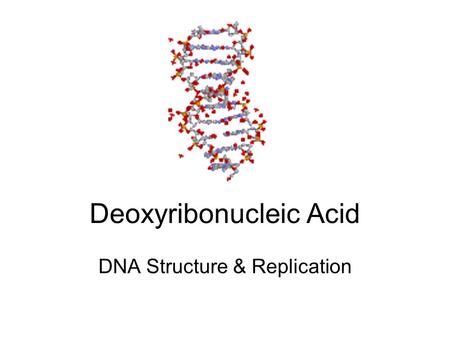 Deoxyribonucleic Acid