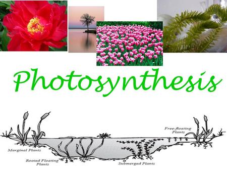 Photosynthesis.