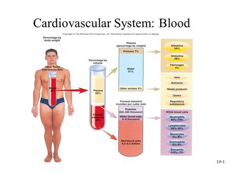 Cardiovascular System: Blood