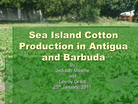 Sea Island Cotton Production in Antigua and Barbuda