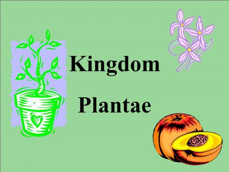 Kingdom Plantae.