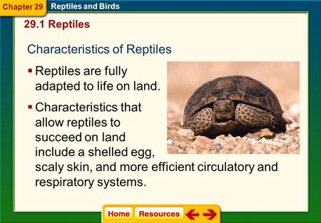 Characteristics of Reptiles