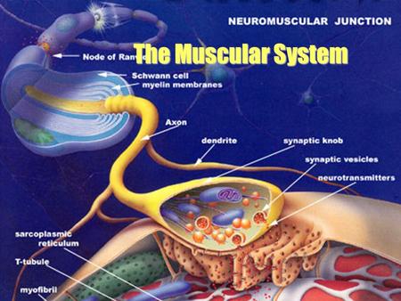 The Muscular System.