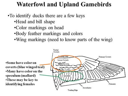 Waterfowl and Upland Gamebirds To identify ducks there are a few keys Head and bill shape Color markings on head Body feather markings and colors Wing.