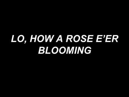 LO, HOW A ROSE EER BLOOMING. Lo, how a Rose eer blooming from tender stem hath sprung, of Jesses lineage coming as saints of old have sung.