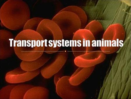 Transport systems in animals