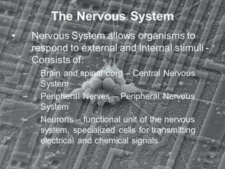 The Nervous System Nervous System allows organisms to respond to external and internal stimuli - Consists of: Brain and spinal cord – Central Nervous System.