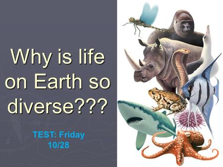 Why is life on Earth so diverse???