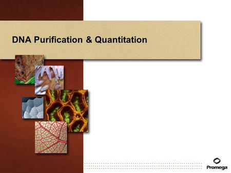 DNA Purification & Quantitation