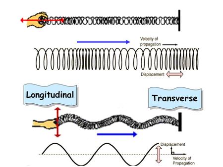 Longitudinal Transverse.