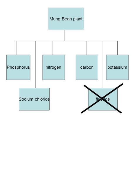 Mung Bean plant Phosphorusnitrogencarbonpotassium Sodium chloridefluoride.