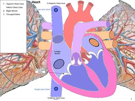 Heart 1 Superior Vena Cava Inferior Vena Cava 2 Right Atrium 3