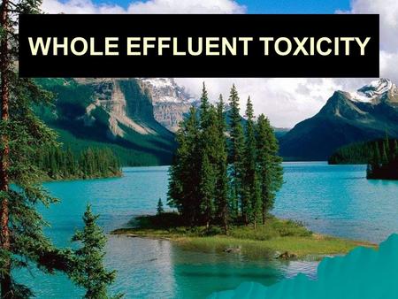 WHOLE EFFLUENT TOXICITY