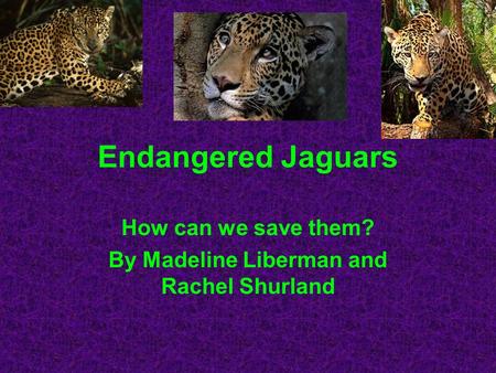 How can we save them? By Madeline Liberman and Rachel Shurland