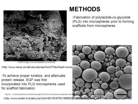 A SEM image of a cell-seeded PLG scaffold. (http://www.news.cornell.edu/stories/Nov07/fischbach.tumor.aj.html) Figure 1 - Scanning electronic photomicrograph.