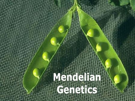 Mendel’s Legacy Genetics is everywhere these days – and it will continue to become even more important in decades to come. So wouldn’t it be nice if people.