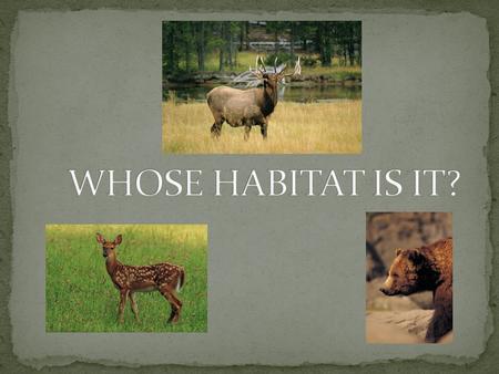 WHOSE HABITAT IS IT?.