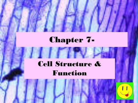 Cell Structure & Function