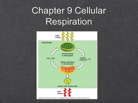 Chapter 9 Cellular Respiration