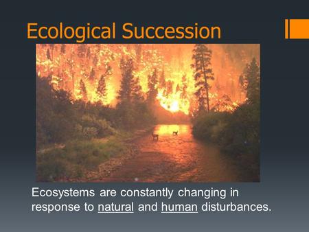 Ecological Succession