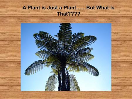 A Plant is Just a Plant……But What is That????. Consider: -What is a non-scientific description of a plant? -How often do you discuss a plant in your everyday.