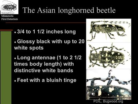 Minnesota First Detectors 3/4 to 1 1/2 inches long Glossy black with up to 20 white spots Long antennae (1 to 2 1/2 times body length) with distinctive.