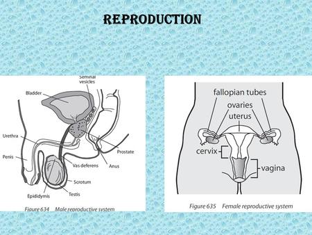 Reproduction.