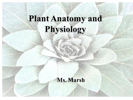 Plant Anatomy and Physiology