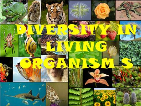 DIVERSITY IN LIVING ORGANISM S