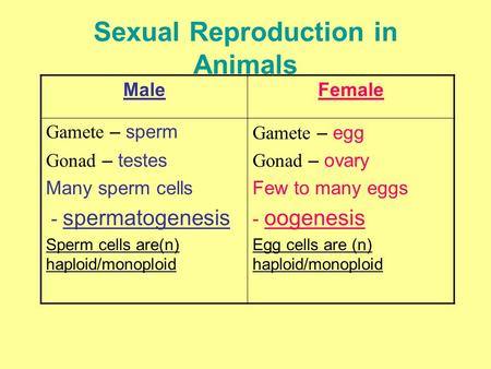 Sexual Reproduction in Animals