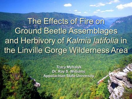 The Effects of Fire on Ground Beetle Assemblages and Herbivory of Kalmia latifolia in the Linville Gorge Wilderness Area Tracy Myhalyk Dr. Ray S. Williams.